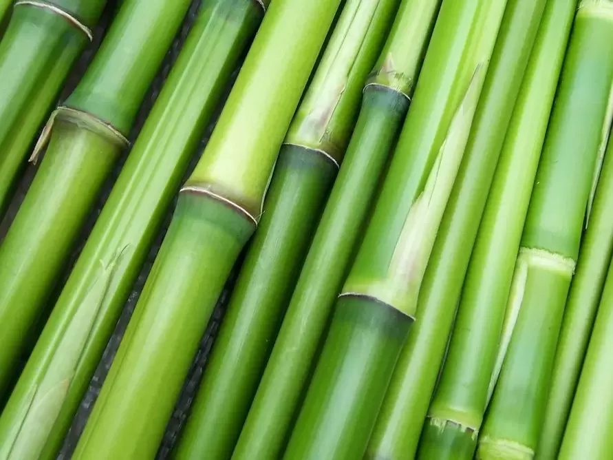 glücksbringer-bambus
